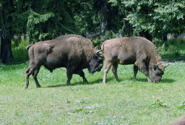 Puszcza Białowieska