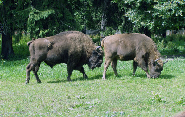 Puszcza Białowieska