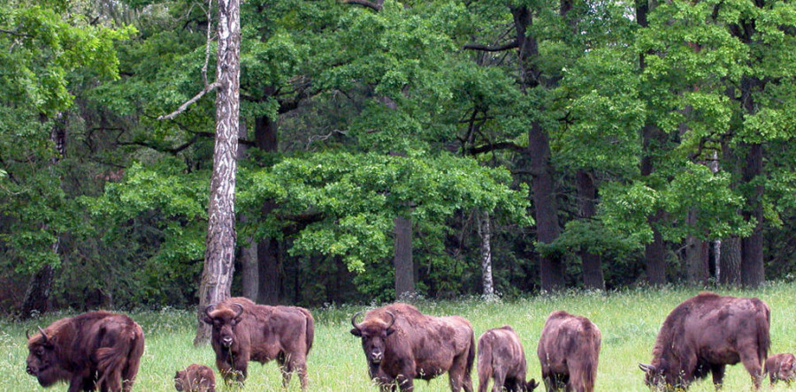 Atrakcje Podlasia